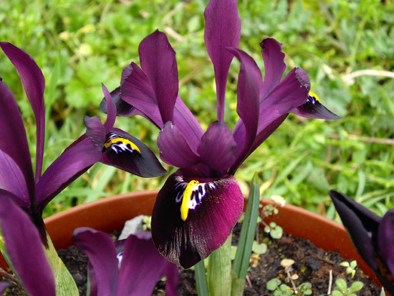 Iris histrioides 'George' photo